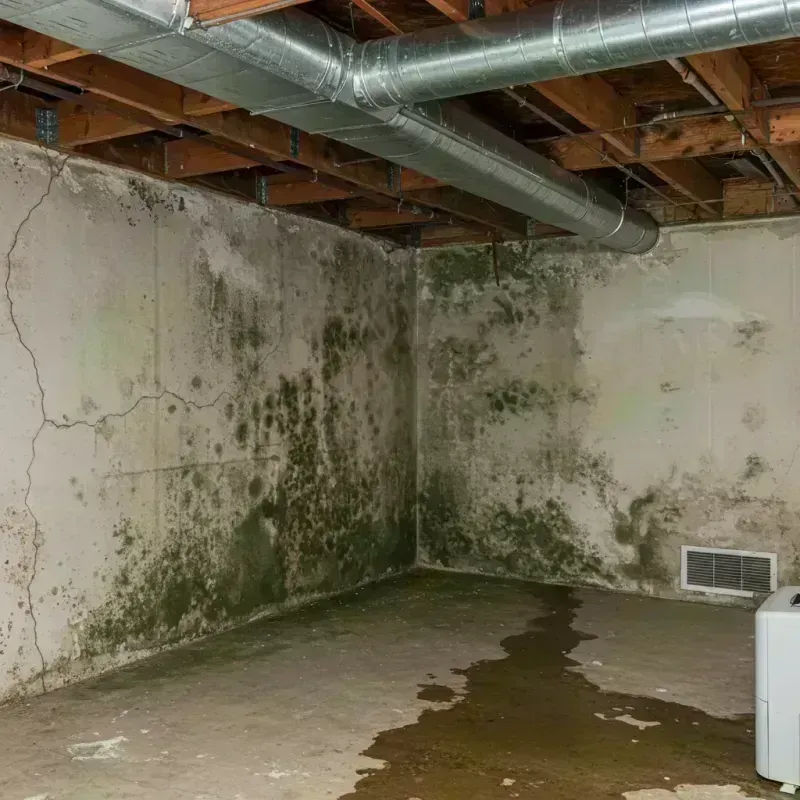 Professional Mold Removal in Akron, OH